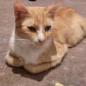 Photo of Honey