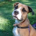 Photo of Honey