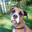 Photo of Honey