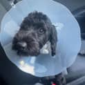 Photo of Betsy 1 Year Old Cavoodle (Trial)