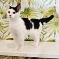 Photo of Portia Located In Northcote