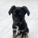 Photo of Minnie 3 Month Old Kelpie X German Shepherd (Tri