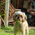 Photo of Marley 3 Yo Cavalier X Toy Poodle, Girl (Trial)