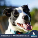 Photo of Charlie 22 Month Old Border Collie X (Trial)
