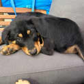 Photo of Diffindo