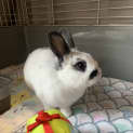 Photo of Franky