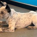 Photo of Snowy