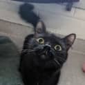 Photo of Pearl