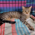 Photo of Rosie