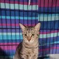 Photo of Rosie