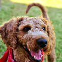 Photo of Bear 2 Year Old Labradoodle (Hold)