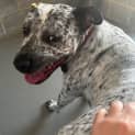 Photo of Speckles 2 Year Old Cattle Dog X (Trial)
