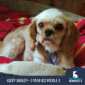 Photo of Marley 3 Yo Cavalier X Toy Poodle, Girl (Trial)
