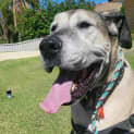 Photo of Cooper
