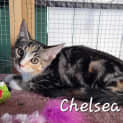 Photo of Chelsea