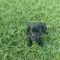 Photo of Barley