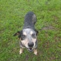 Photo of Blue *$250 Adoption Fee*
