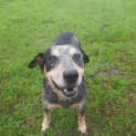 Photo of Blue *$250 Adoption Fee*