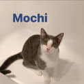 Photo of Mochi