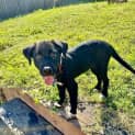 Photo of Marley