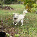 Photo of Lyra