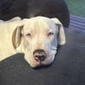 Photo of Snowy