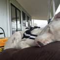Photo of Snowy