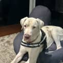 Photo of Snowy