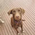 Photo of Dixie