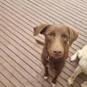 Photo of Dixie