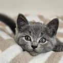 Photo of Nimbus