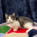 Photo of Bandit