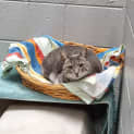 Photo of Sook