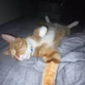 Photo of Simba