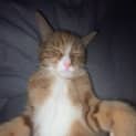 Photo of Simba