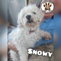 Photo of Snowy
