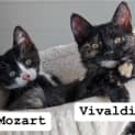 Photo of Vivaldi & Mozart