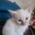 Photo of Murphy