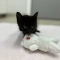 Photo of Sorrel