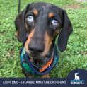 Photo of Limo 6 Year Old Miniature Dachshund (Trial)