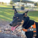 Photo of Gordie