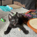 Photo of Zuko **2nd Chance Cat Rescue**