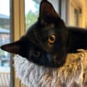 Photo of Jinx