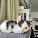 Photo of Nibbles
