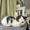 Photo of Nibbles