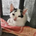 Photo of Cheddar