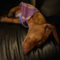 Photo of George 8 Month Old Miniature Dachshund (Trial)