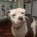 Photo of Koda