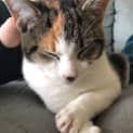 Photo of Ella **2nd Chance Cat Rescue**