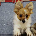 Photo of Remy